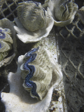 4. Giant clam Tridacna maxima at the coral nursery ground of the InterContinental Moorea Resort & Spa (Moorea, French Polynesia)
(Credit: Dr Isis Guibert)
